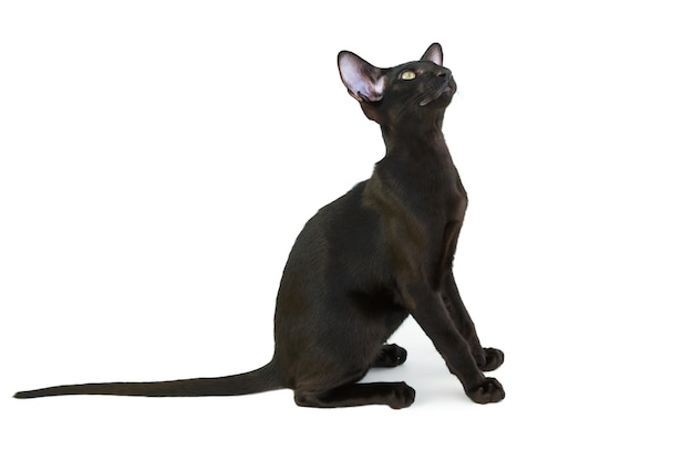 Gato oriental preto de raça pura