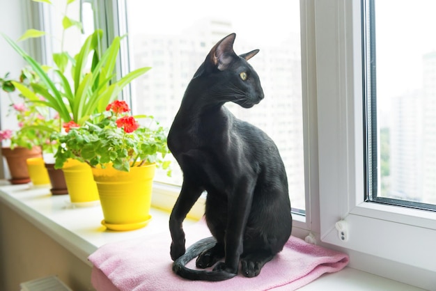 Gato oriental preto no peitoril da janela