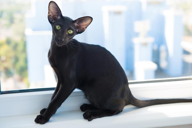 Gato oriental preto olhando na janela