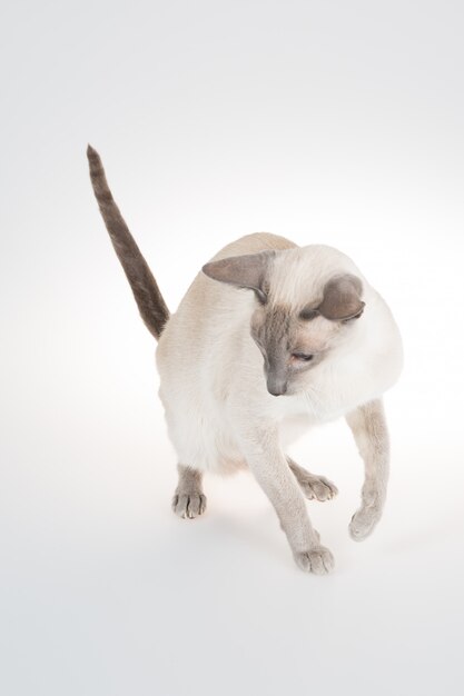 Gato oriental saltando sobre un blanco