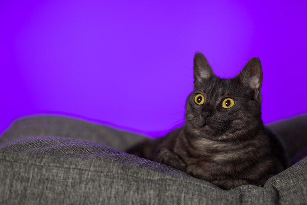 Foto gato oscuro con ojos ámbar sobre un fondo rojo púrpura