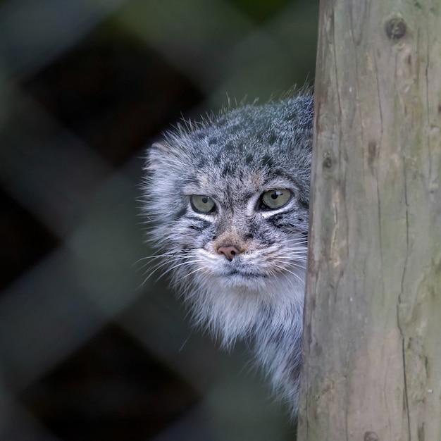 Foto gato de pallas (otocolobus manul)