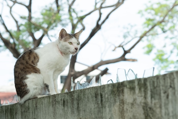 Gato parado en la pared, animal doméstico