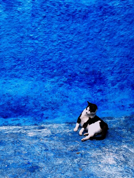 Gato en la pared azul