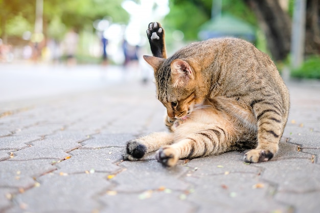 gato en el parque al aire libre