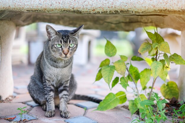 gato en el parque al aire libre