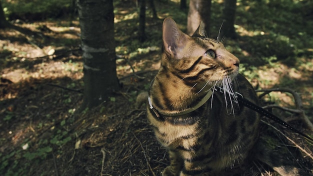 Un gato en un parque de la ciudad El gato montés de Bengala camina por el bosque con collar Gato de la selva asiática o Pantano o Reed Gato leopardo domesticado