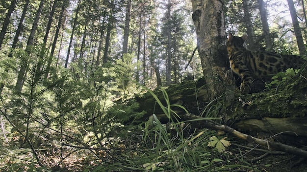 Un gato en un parque de la ciudad El gato montés de Bengala camina por el bosque con collar Gato de la selva asiática o Pantano o Reed Gato leopardo domesticado