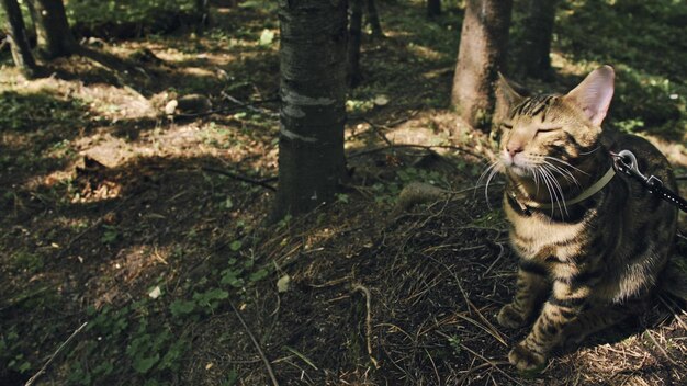 Un gato en un parque de la ciudad El gato montés de Bengala camina por el bosque con cuello Gato asiático de la selva o Pantano o Reed Gato leopardo domesticado escondido cazando y jugando en la hierba Gato doméstico en la naturaleza al aire libre