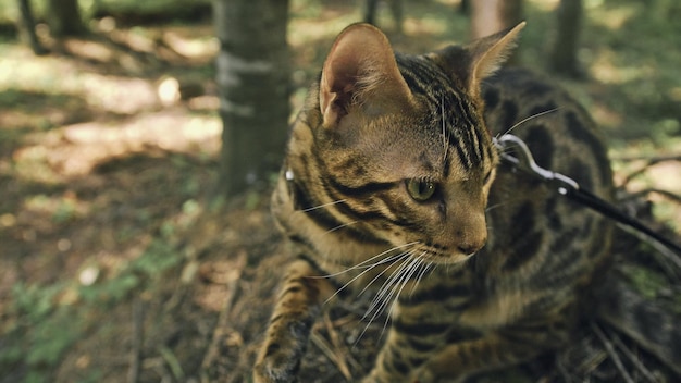 Un gato en un parque de la ciudad El gato montés de Bengala camina por el bosque con cuello Gato asiático de la selva o Pantano o Reed Gato leopardo domesticado escondido cazando y jugando en la hierba Gato doméstico en la naturaleza al aire libre