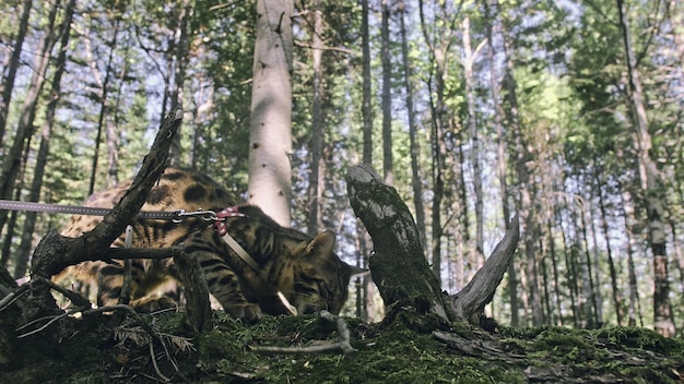 Un gato en un parque de la ciudad El gato montés de Bengala camina por el bosque con cuello Gato asiático de la selva o Pantano o Reed Gato leopardo domesticado escondido cazando y jugando en la hierba Gato doméstico en la naturaleza al aire libre