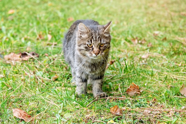 Gato en el parque otoño. Gatito gris que camina en las hojas caidas coloridas al aire libre.