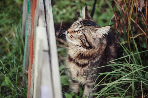 Gato en un parque