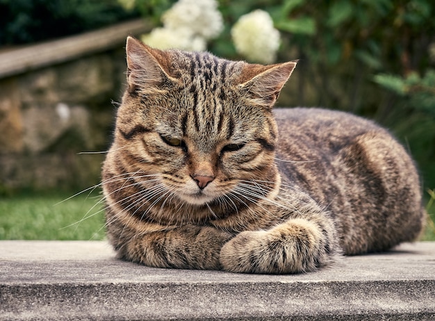 Gato en el parque