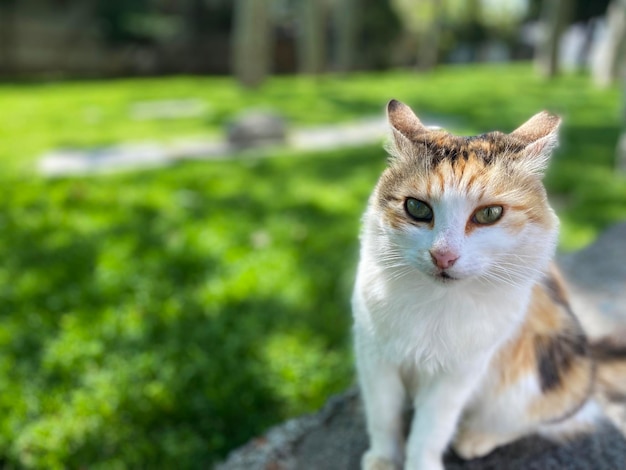 gato en el parque