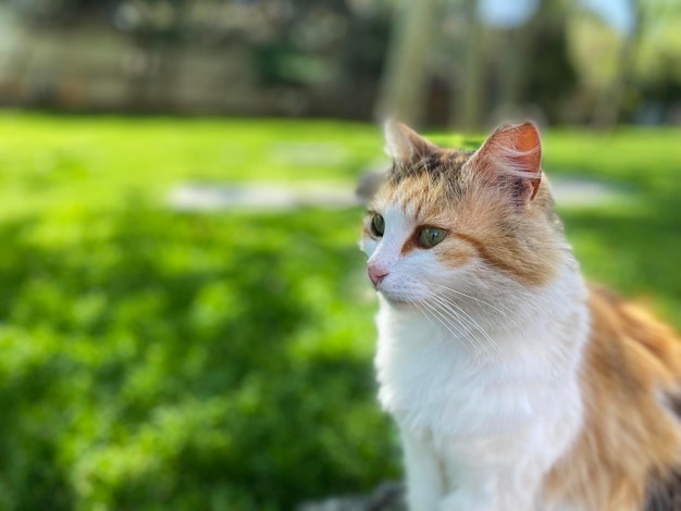 gato en el parque