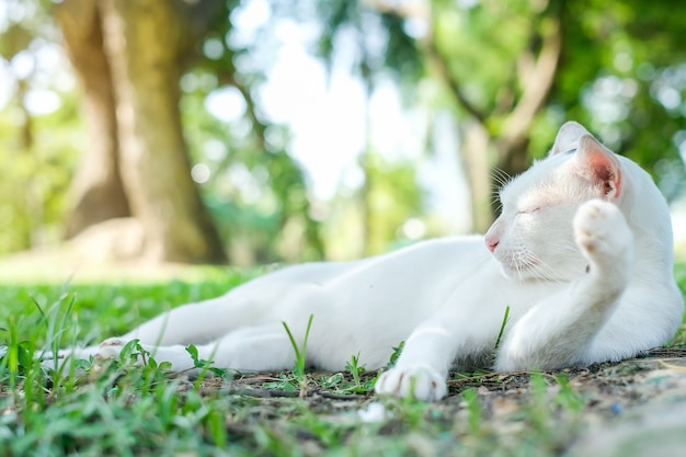 gato en el parque