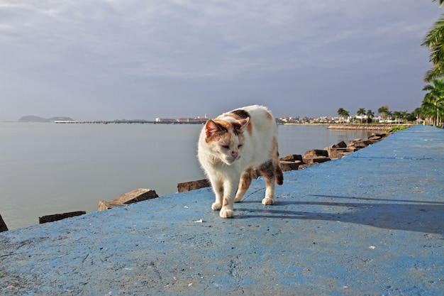 El gato en el paseo marítimo de la ciudad de Panamá, América Central