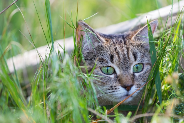 Gato en pasto