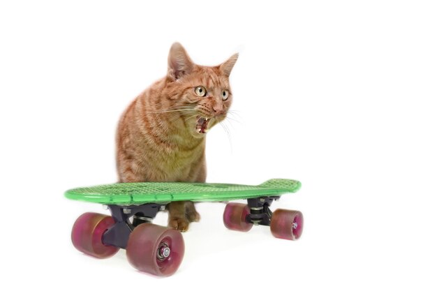 Foto gato en patineta contra un fondo blanco