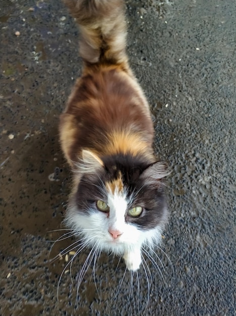 Gato de patio tricolor