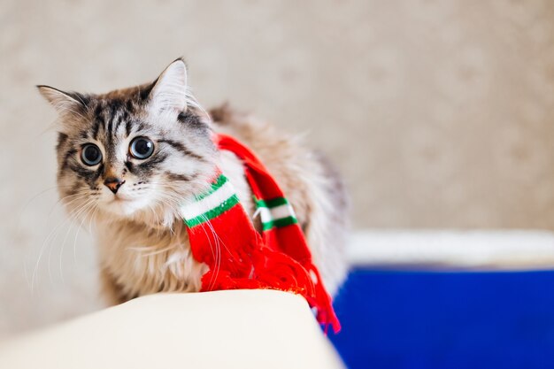 Un gato de pedigrí con una bufanda en el cuello se sienta contra el fondo de la pared