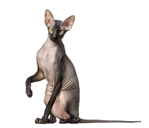 Gato pelado Peterbald, sentado e olhando para a câmera, isolado no branco