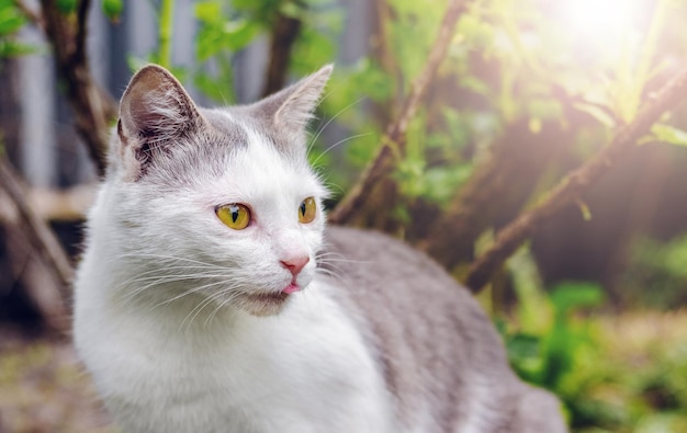Un gato con pelaje blanco y gris en el jardín mira de cerca a la presa.