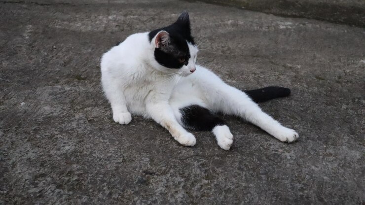 un gato con pelaje blanco y negro está sentado