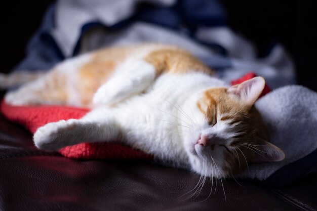 El gato de pelaje naranja está durmiendo en la cama y se ve muy bonito