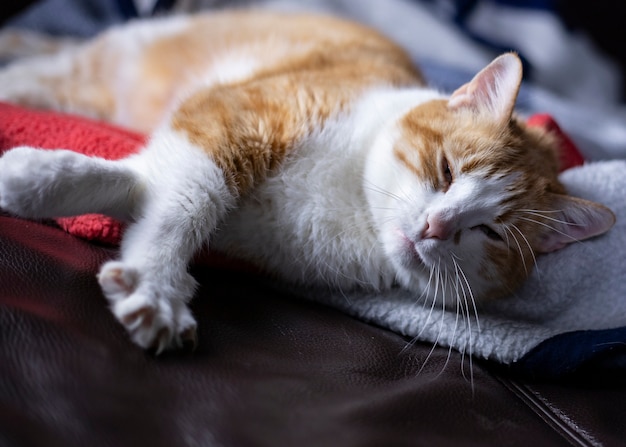 El gato de pelaje naranja está durmiendo en la cama y se ve muy bonito