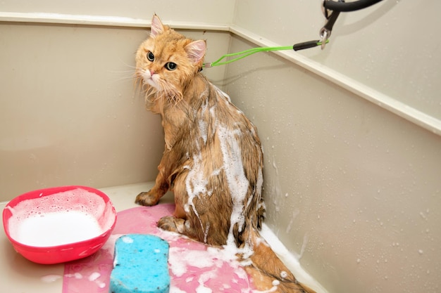 Un gato pelirrojo en el baño de aseo con espuma de champús en el cuerpo mientras se baña El concepto de cuidado de mascotas