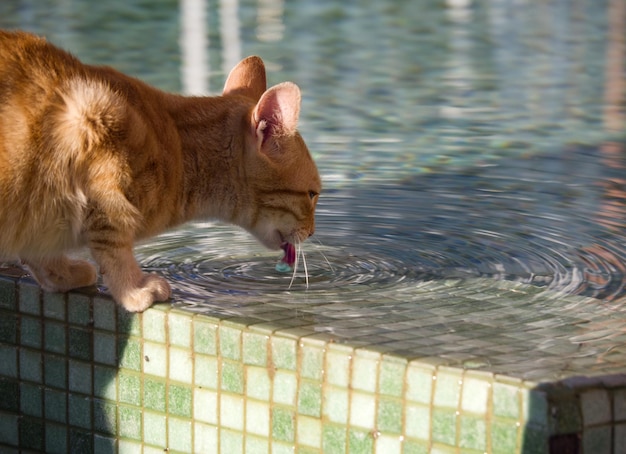 Un gato pelirrojo bebe agua de una piscina en un resort en Grecia