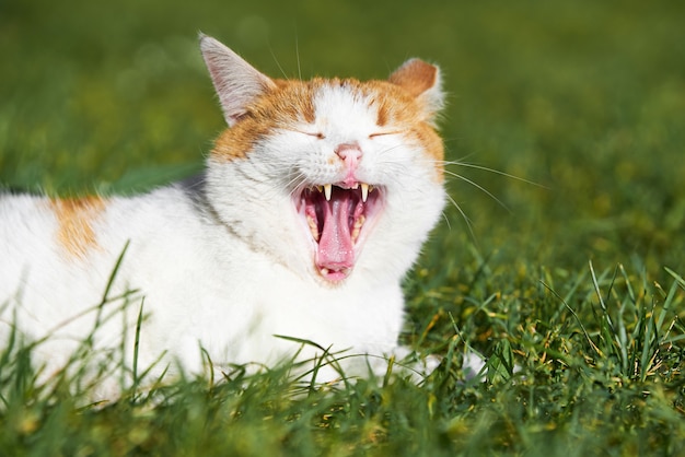 El gato pelirrojo bosteza tirado en la hierba. Enfoque selectivo