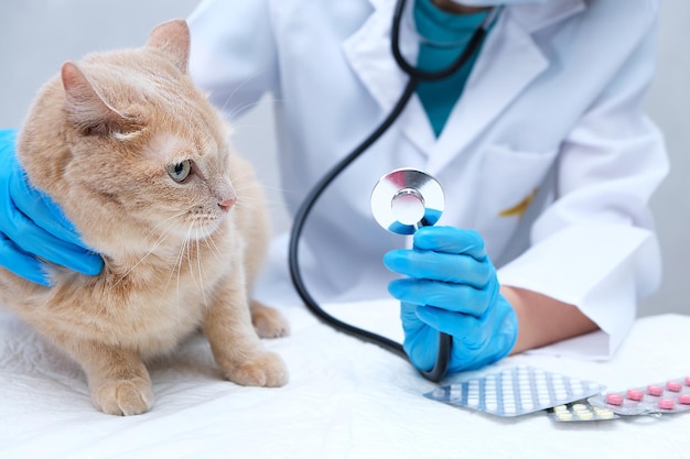 Un gato pelirrojo en una cita con el veterinario. un veterinario con un estetoscopio en sus manos. medicamentos para gatos. pastillas, escucha la respiración.