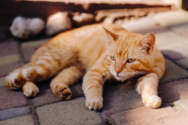 Un gato pelirrojo se encuentra al aire libre y disfruta de un día soleado de verano.