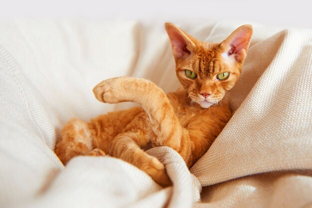 El gato pelirrojo es divertido sosteniendo una pata.