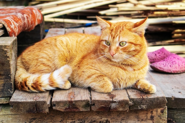 El gato pelirrojo está sentado en el porche.