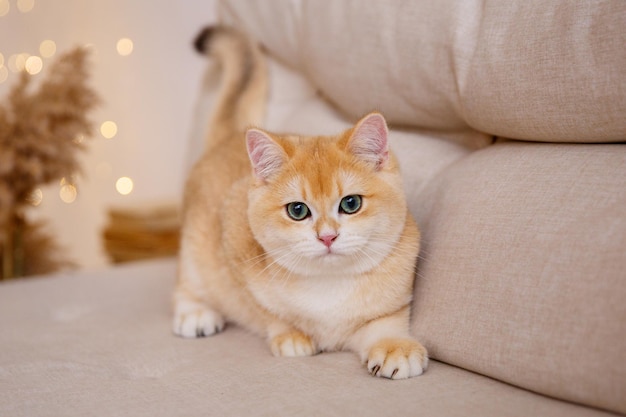 un gato pelirrojo está sentado en el sofá de casa