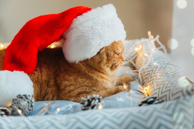 Un gato pelirrojo feliz con un sombrero de Año Nuevo yace en su cama con las luces de Año Nuevo. Navidad.