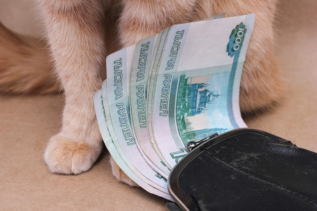 Foto gato pelirrojo junto a billetes rusos por valor de 1000 rublos