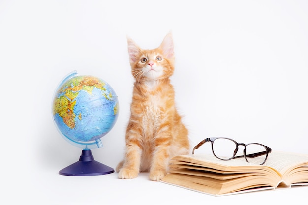 Un gato pelirrojo con libros y un globo terráqueo y gafas está aislado en un fondo blanco