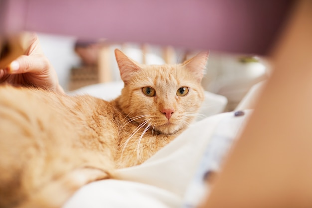 Gato pelirrojo de pelo corto mirando a cámara