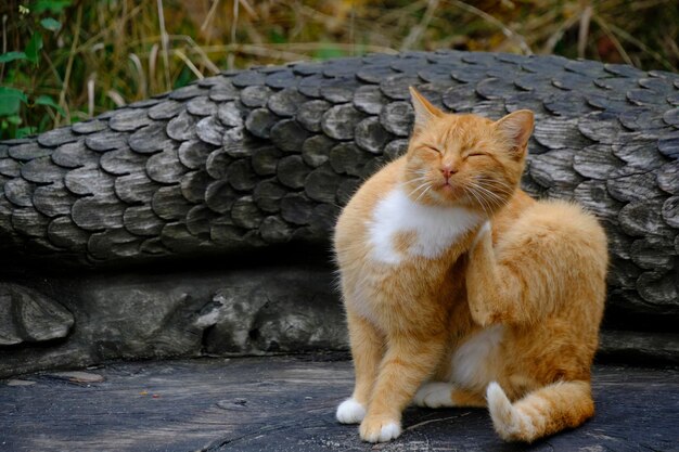 El gato pelirrojo se rasca la oreja sentado en un banco tallado de madera