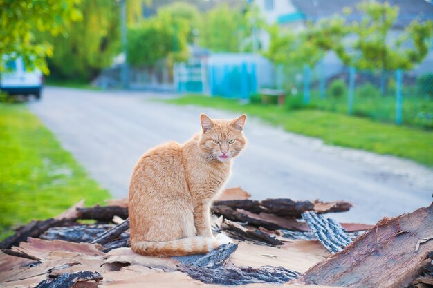 Gato pelirrojo sentado en madera de verano