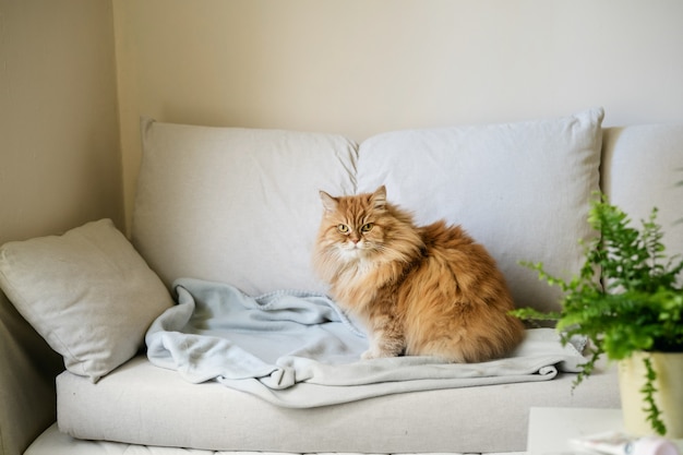 Gato pelirrojo sentado en el sofá en casa. Zona de casa confortable
