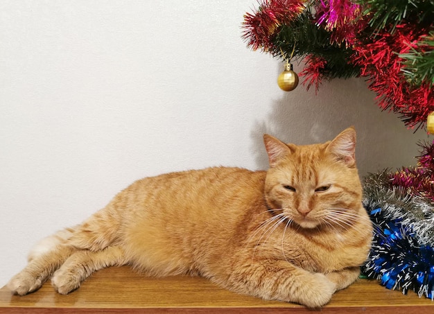 Un gato pelirrojo yace debajo del árbol de Navidad.