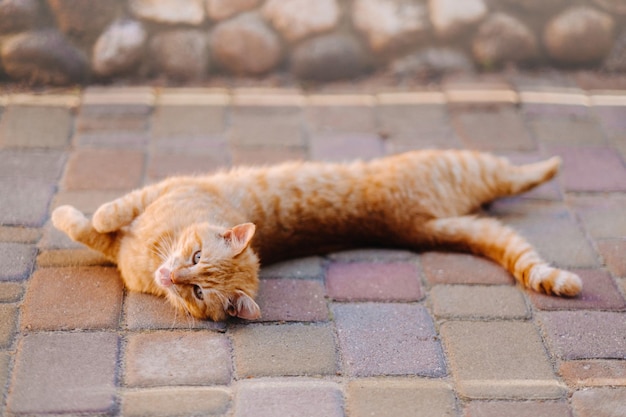 Un gato pelirrojo yace de lado al aire libre y disfruta de un día soleado de verano