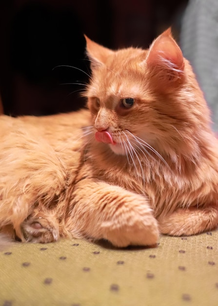 Un gato pelirrojo yace majestuosamente Gato rojo Pelo largo Mascota ronroneando Refugio de animales