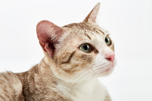 Foto gato de pelo corto americano de mentira